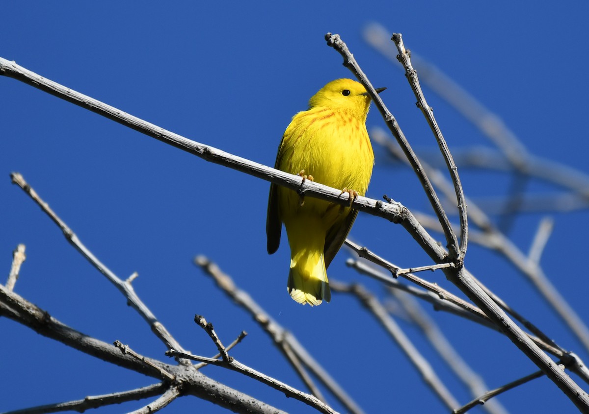 Yellow Warbler - ML619709096