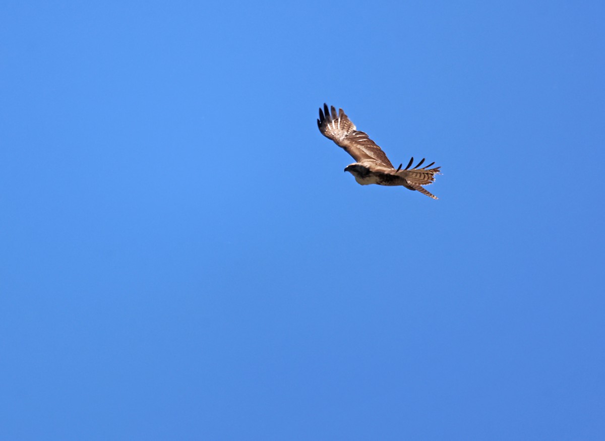 Red-tailed Hawk - ML619709163