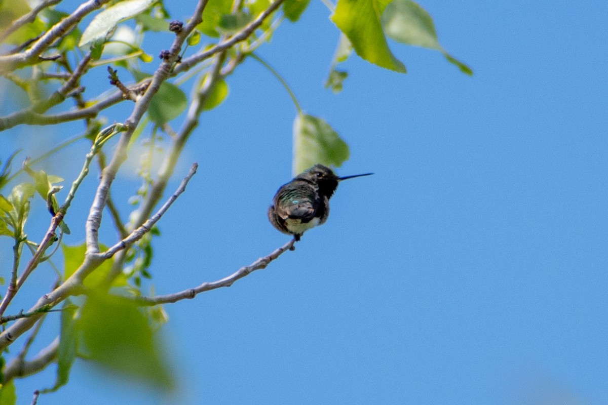 Broad-tailed Hummingbird - ML619709207
