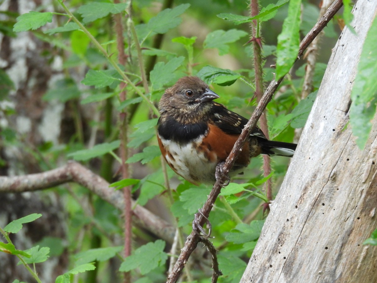 Spotted Towhee - ML619709255