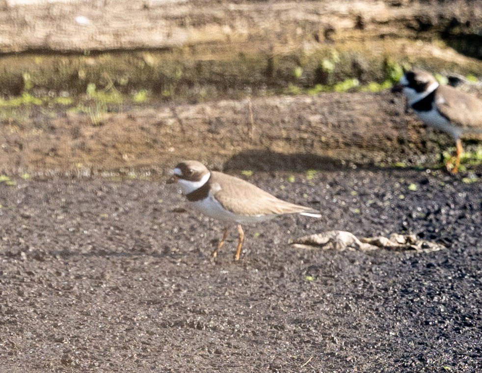 Semipalmated Plover - ML619709265
