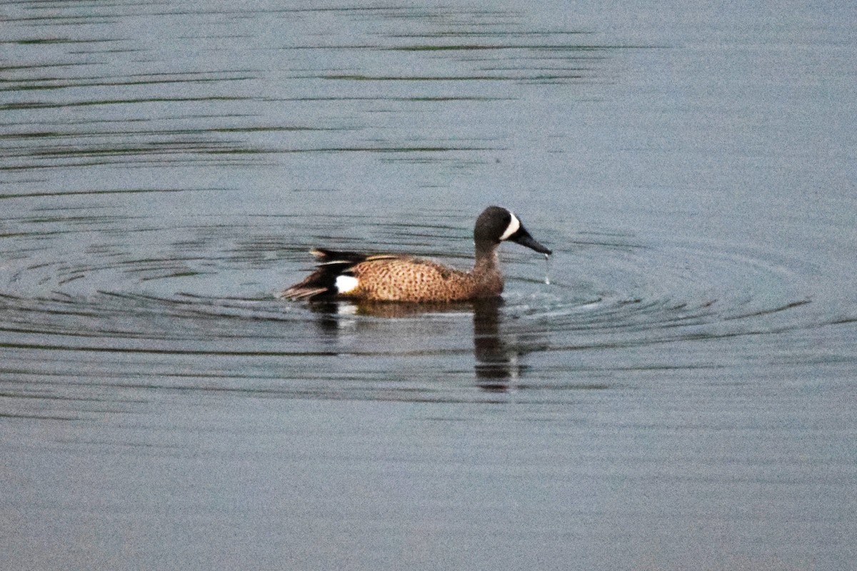 Blue-winged Teal - ML619709278