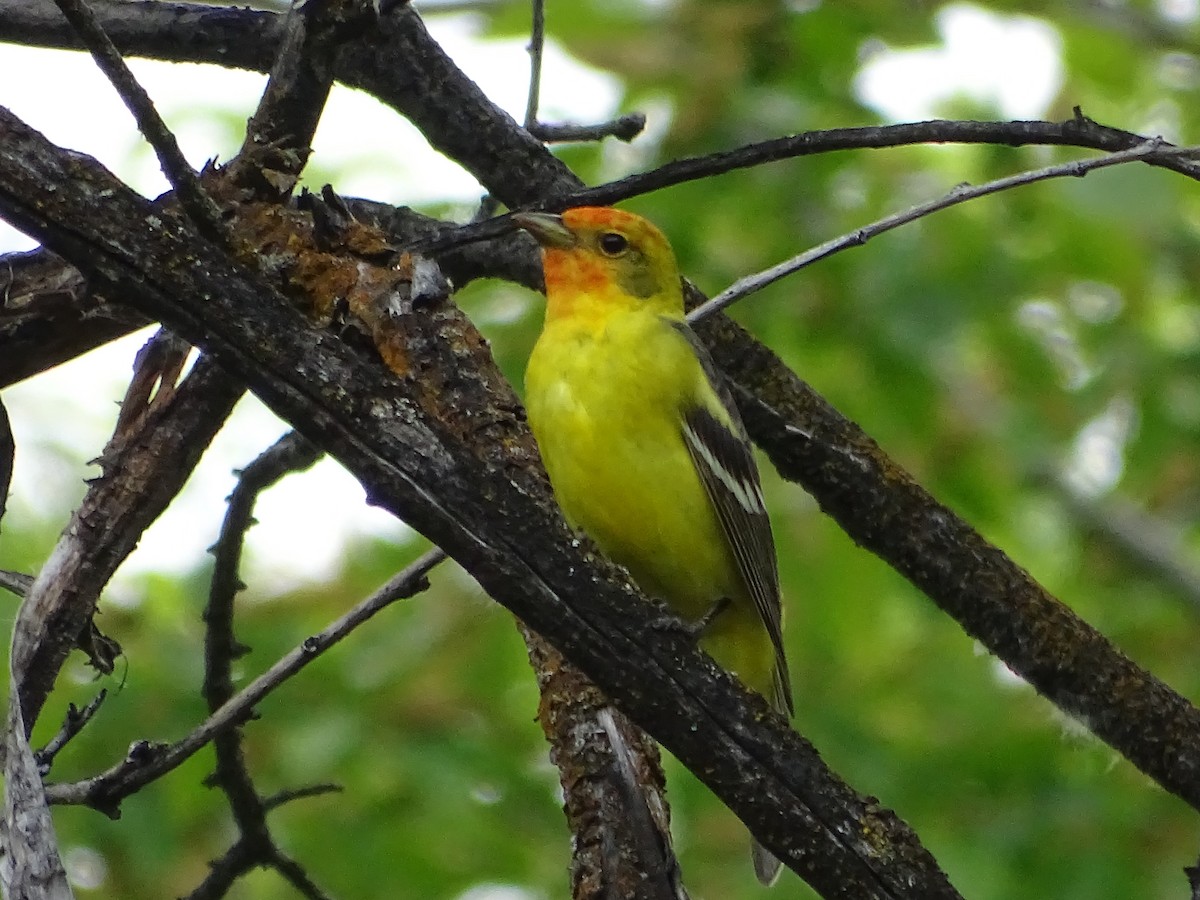 Western Tanager - ML619709280