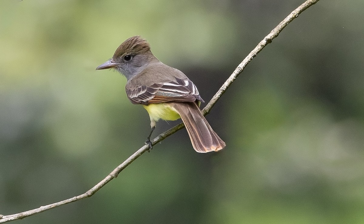 Great Crested Flycatcher - ML619709288