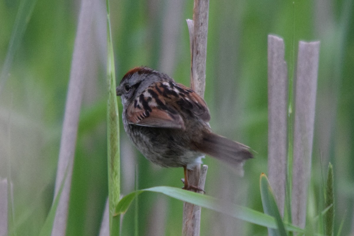 Swamp Sparrow - ML619709296