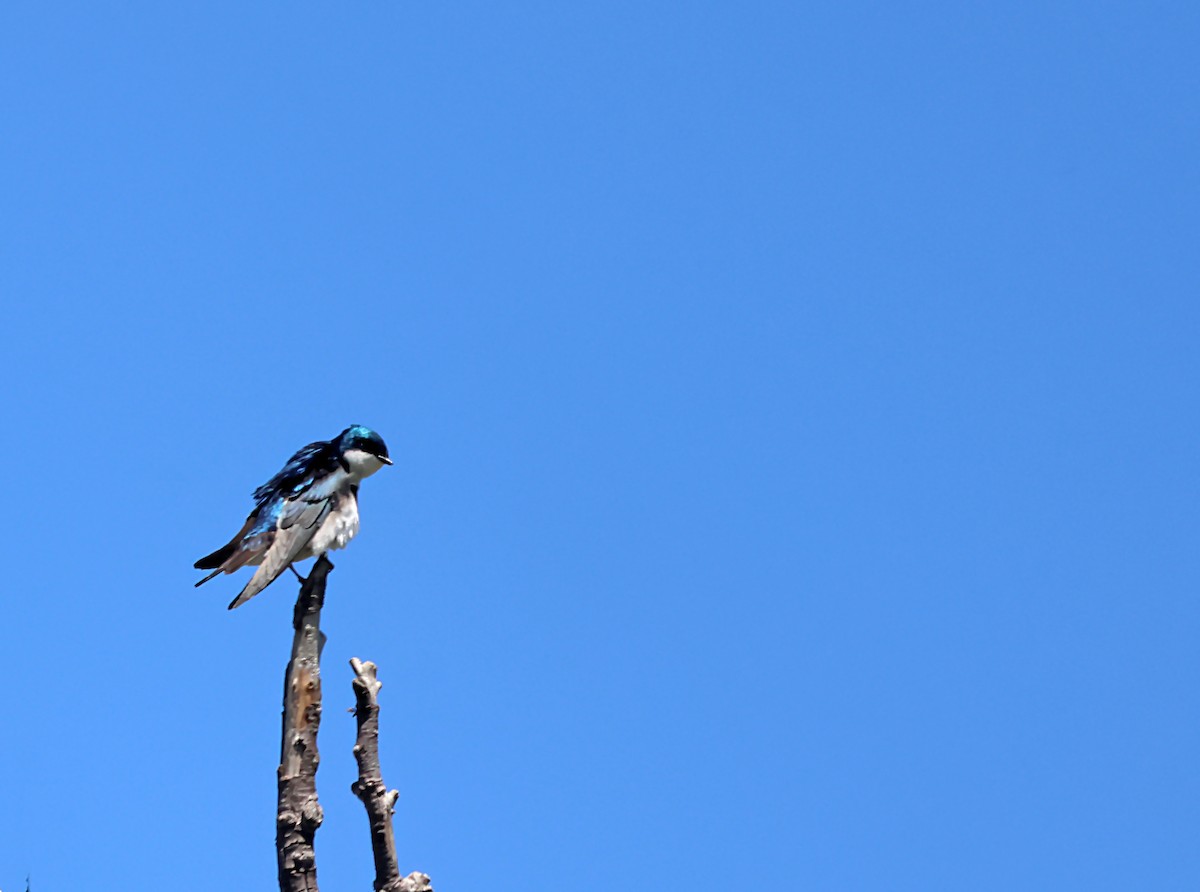 Tree Swallow - ML619709298