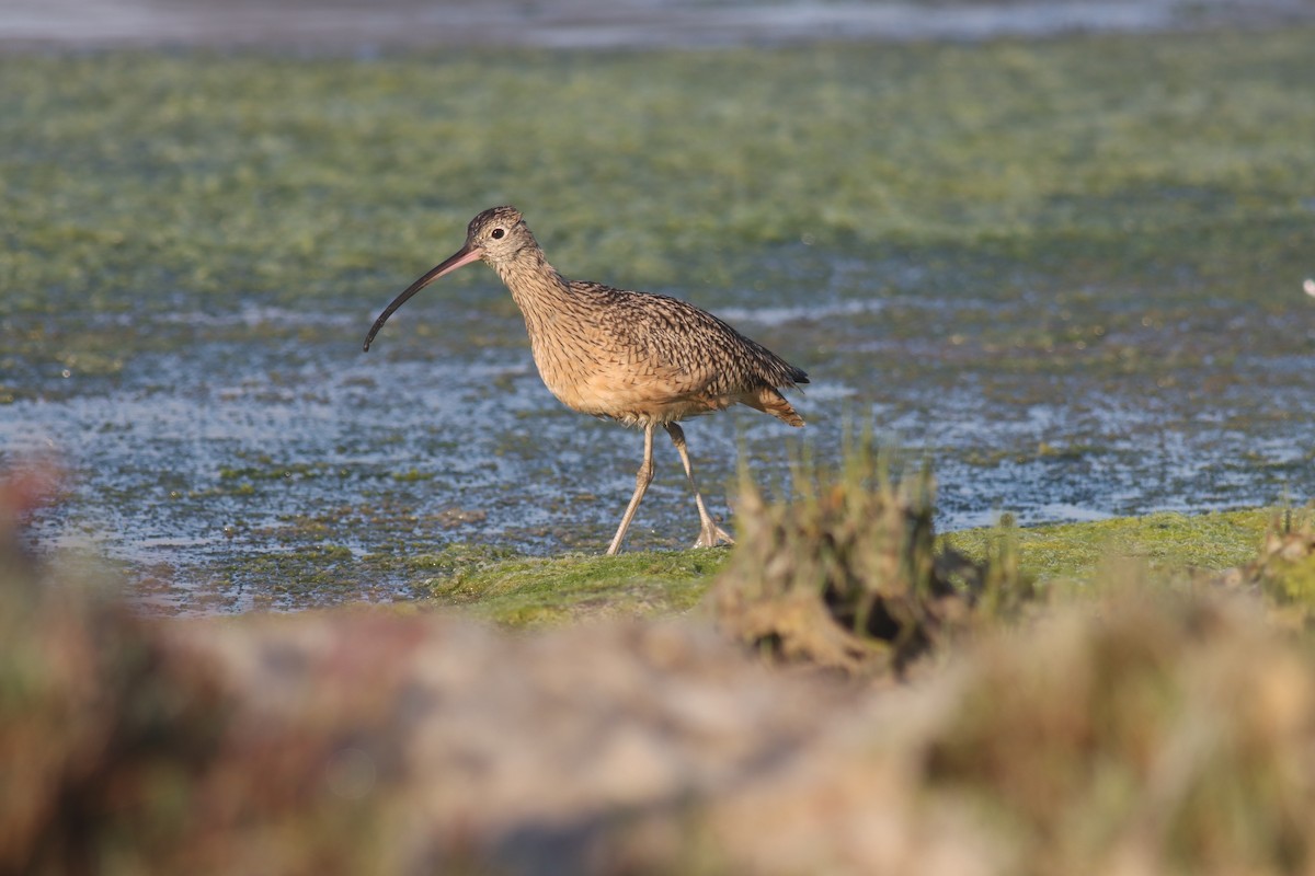 Long-billed Curlew - ML619709333