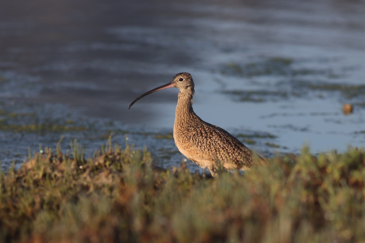 Long-billed Curlew - ML619709341