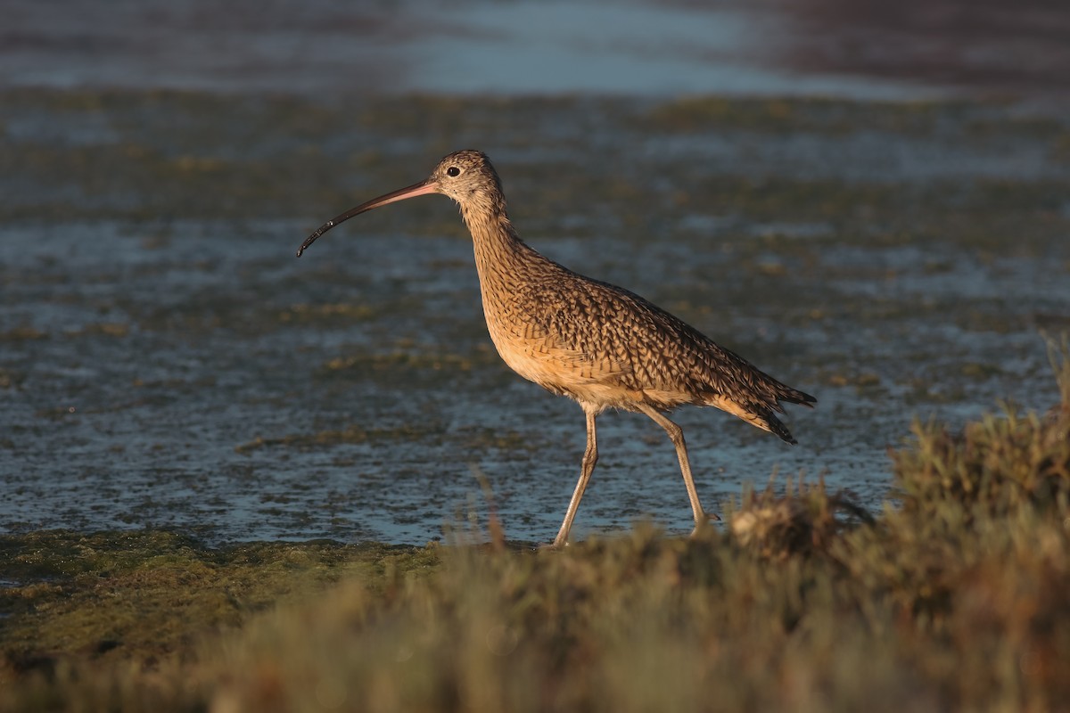 Long-billed Curlew - ML619709345