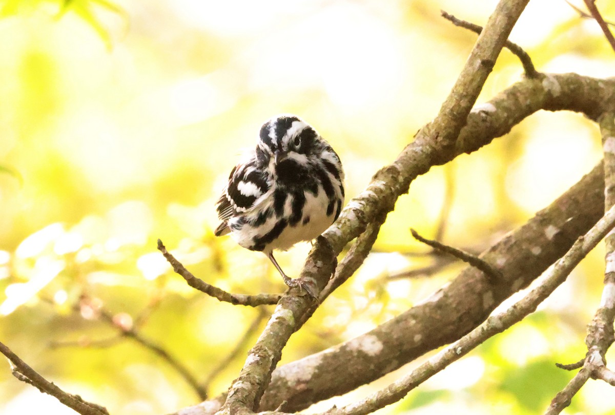 Black-and-white Warbler - ML619709402