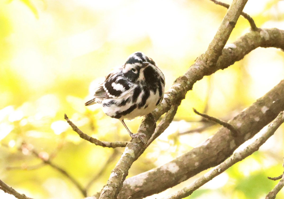 Black-and-white Warbler - ML619709403