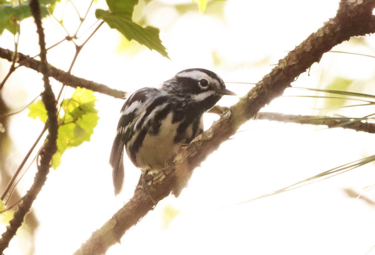Black-and-white Warbler - ML619709404