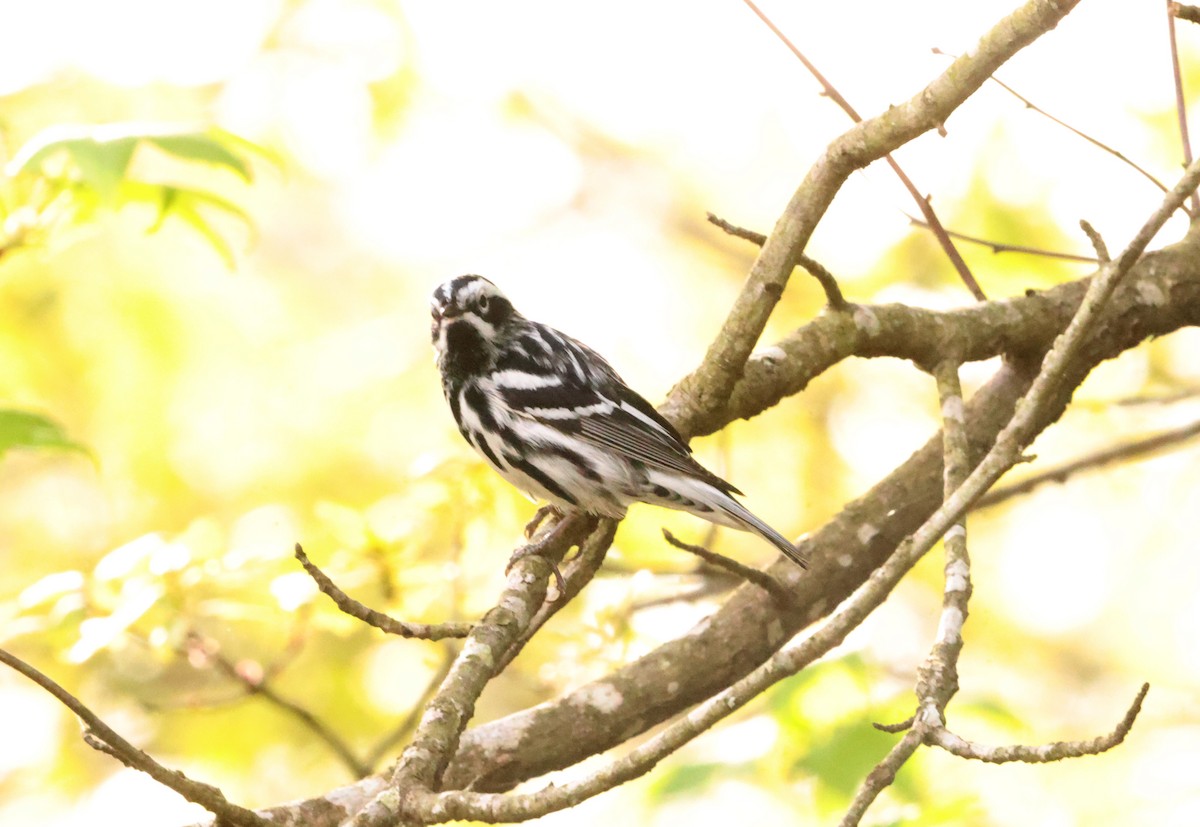Black-and-white Warbler - ML619709405