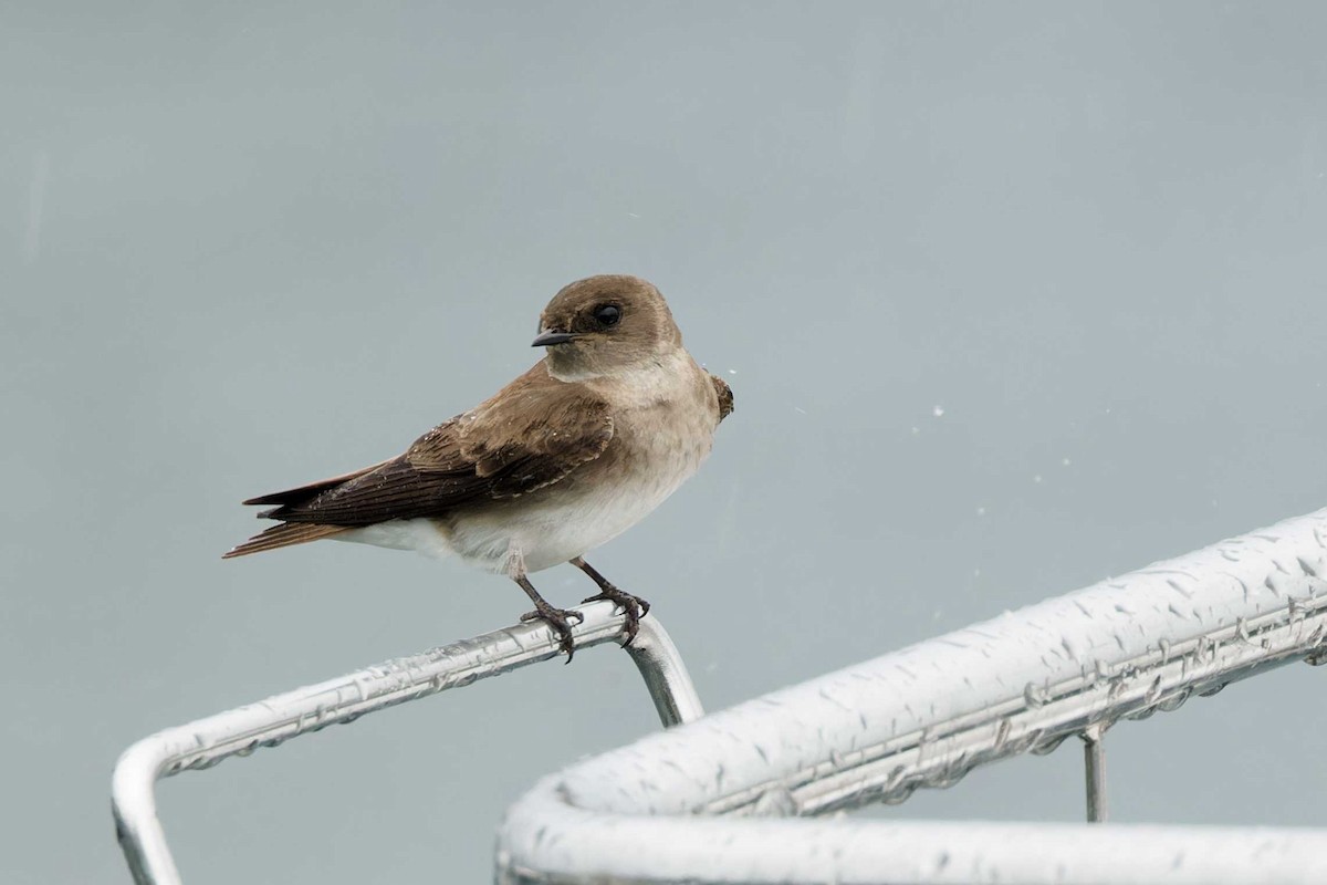 Northern Rough-winged Swallow - ML619709407