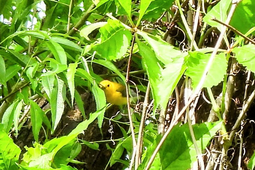 Prothonotary Warbler - ML619709514
