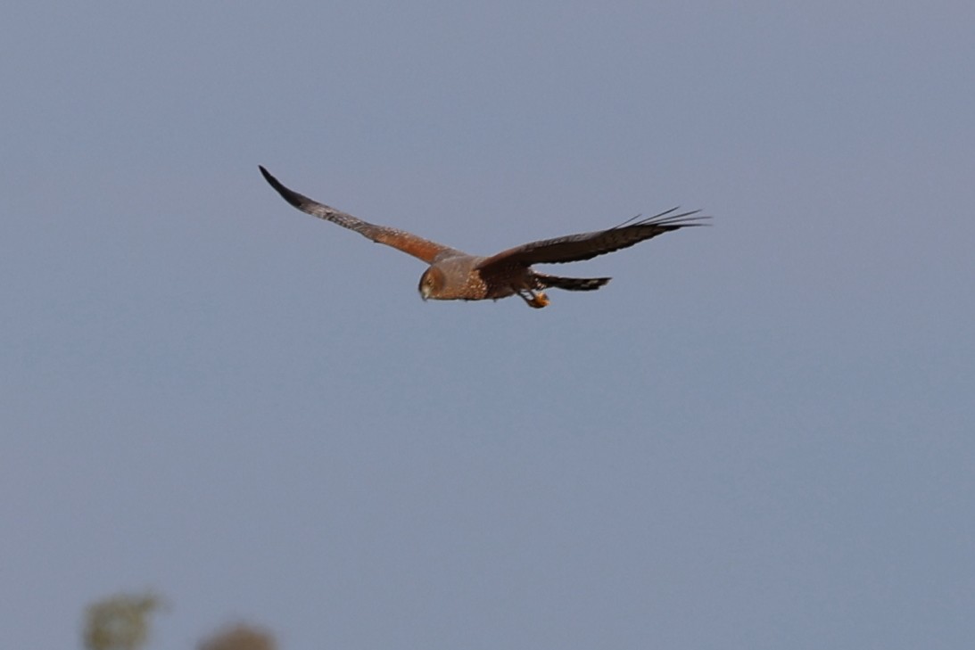 Spotted Harrier - ML619709539