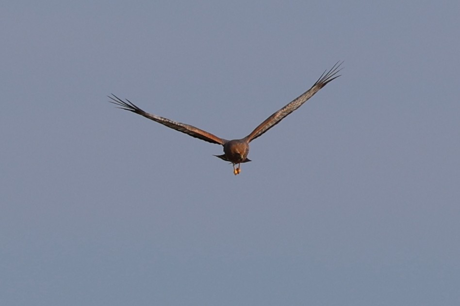 Spotted Harrier - ML619709540