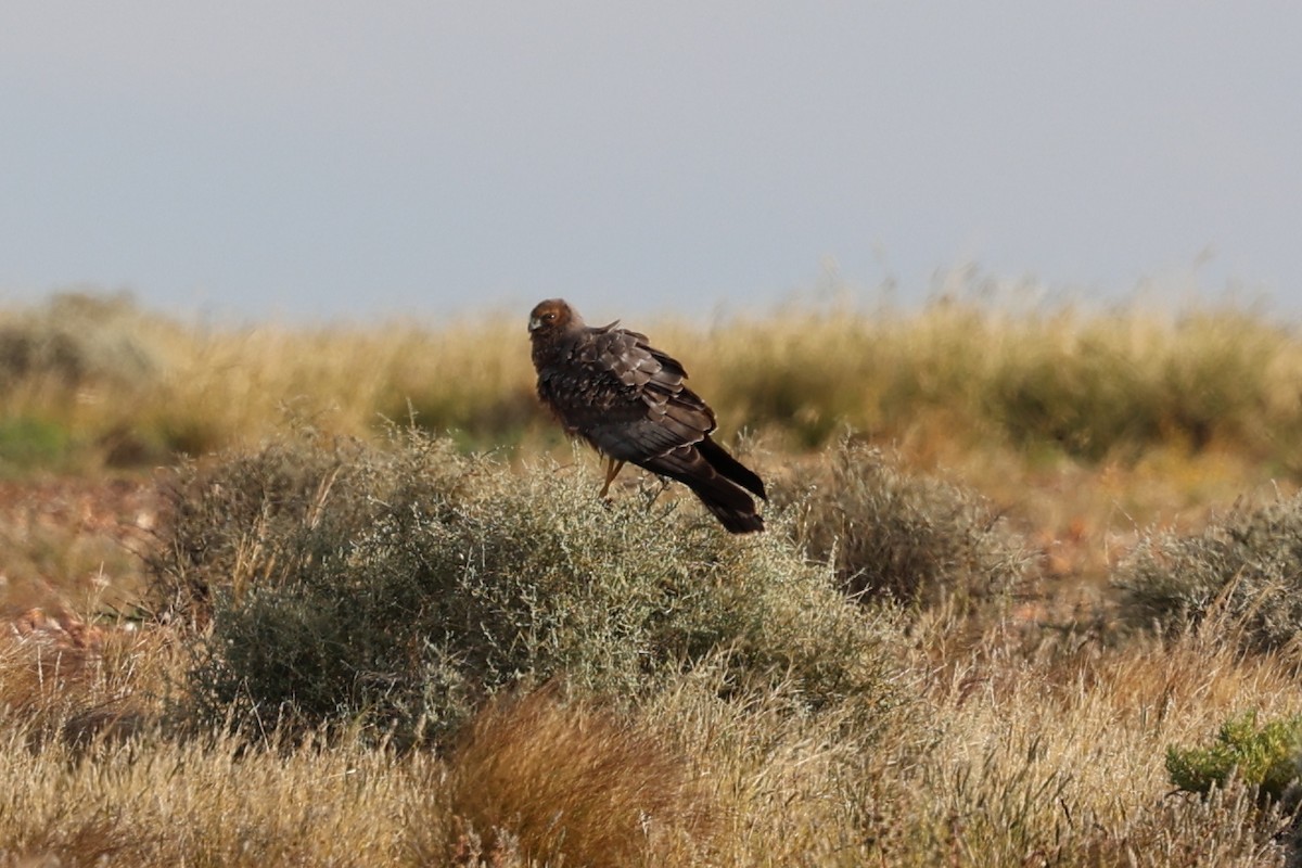 Spotted Harrier - ML619709542
