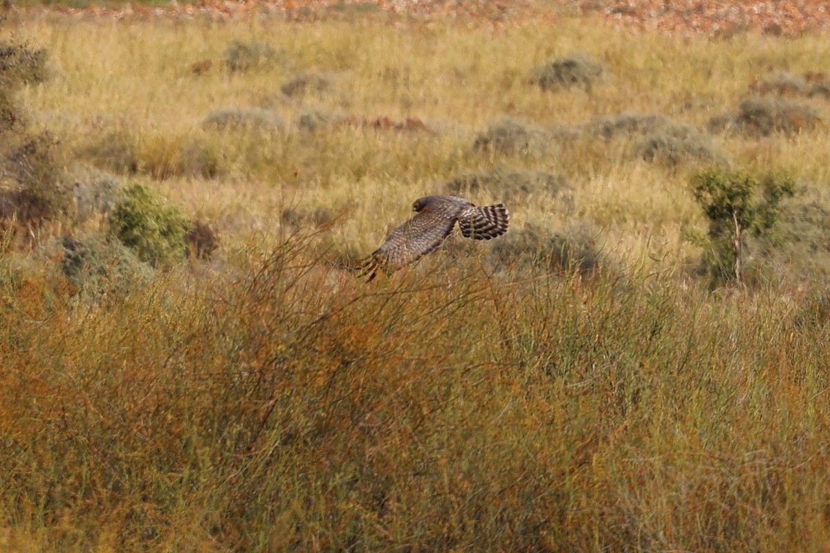 Spotted Harrier - ML619709543