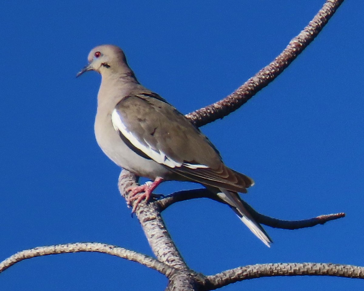 White-winged Dove - ML619709565