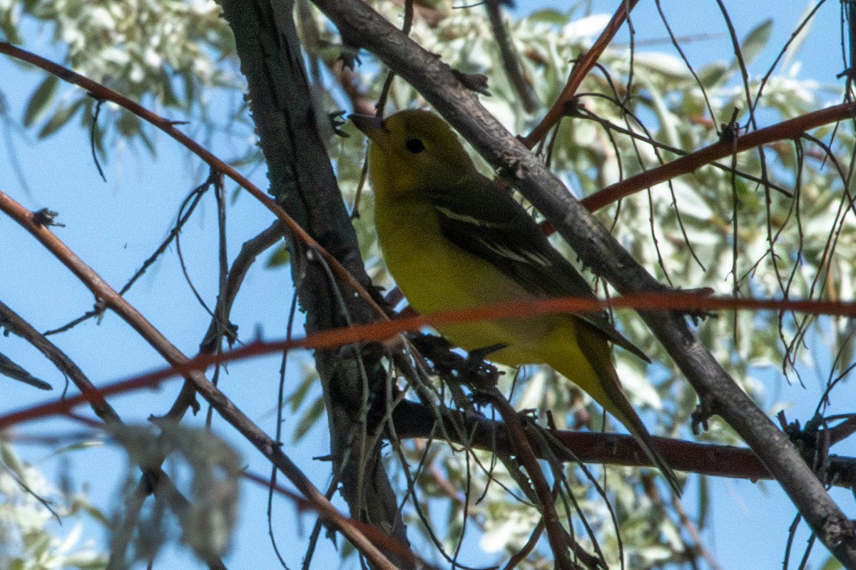 Western Tanager - ML619709568