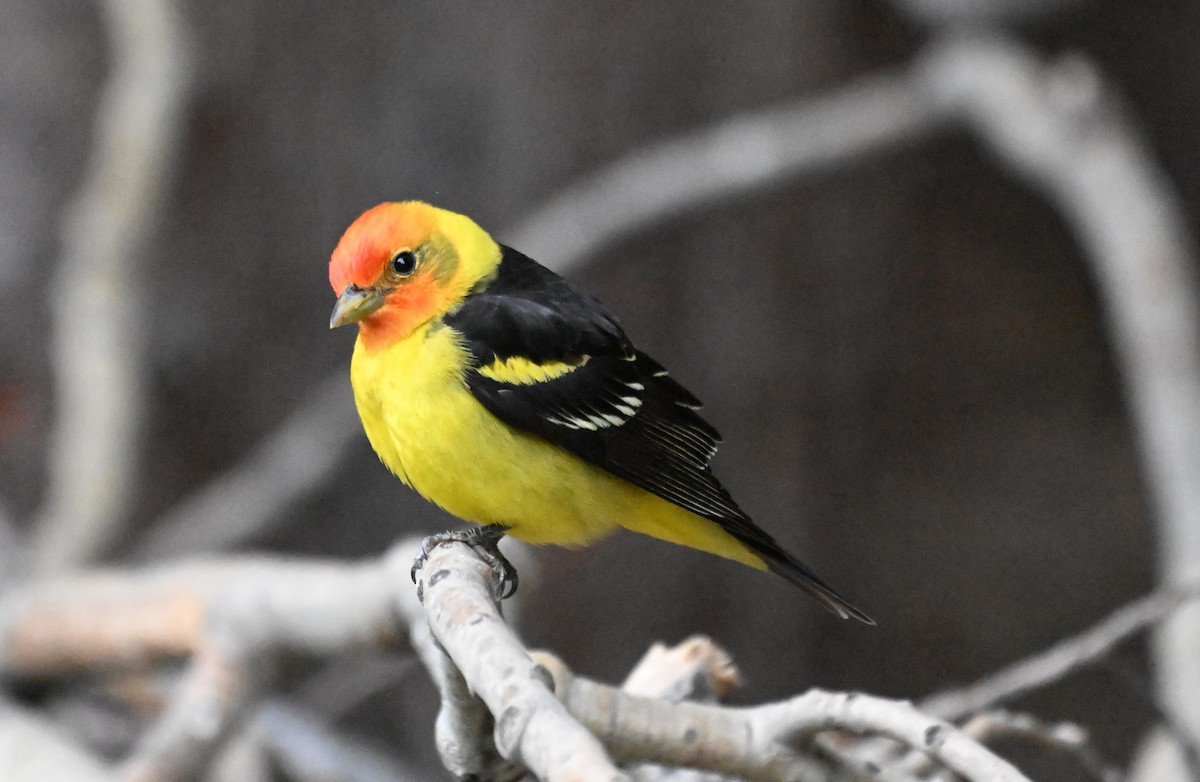 Western Tanager - ML619709595