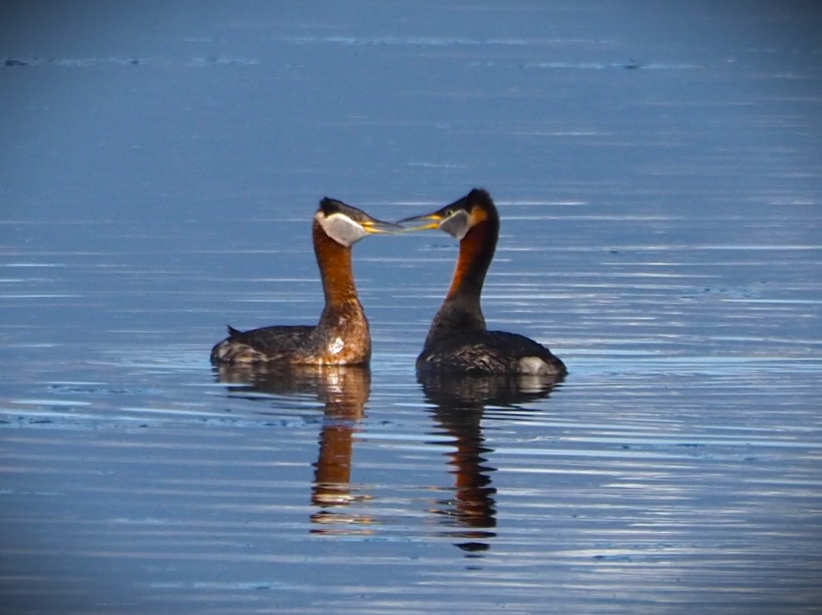 Red-necked Grebe - ML619709604