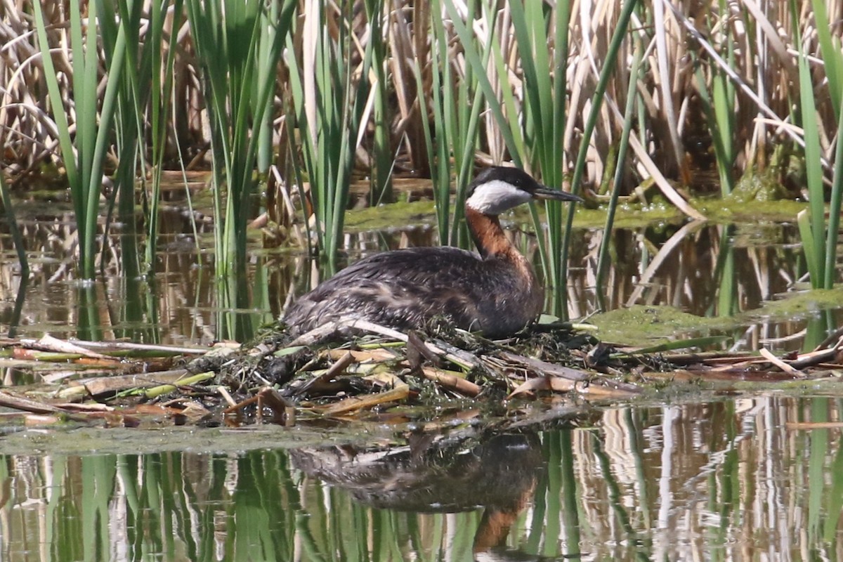 Red-necked Grebe - ML619709641