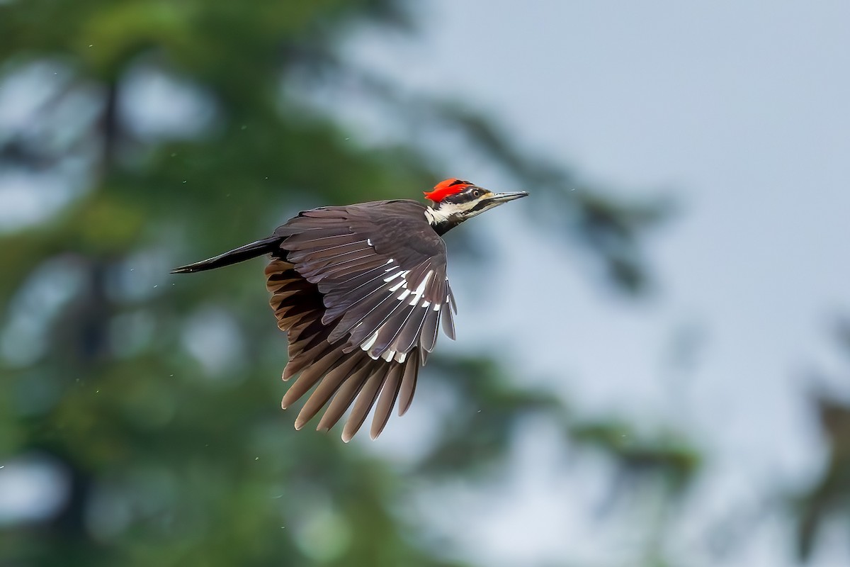Pileated Woodpecker - ML619709653
