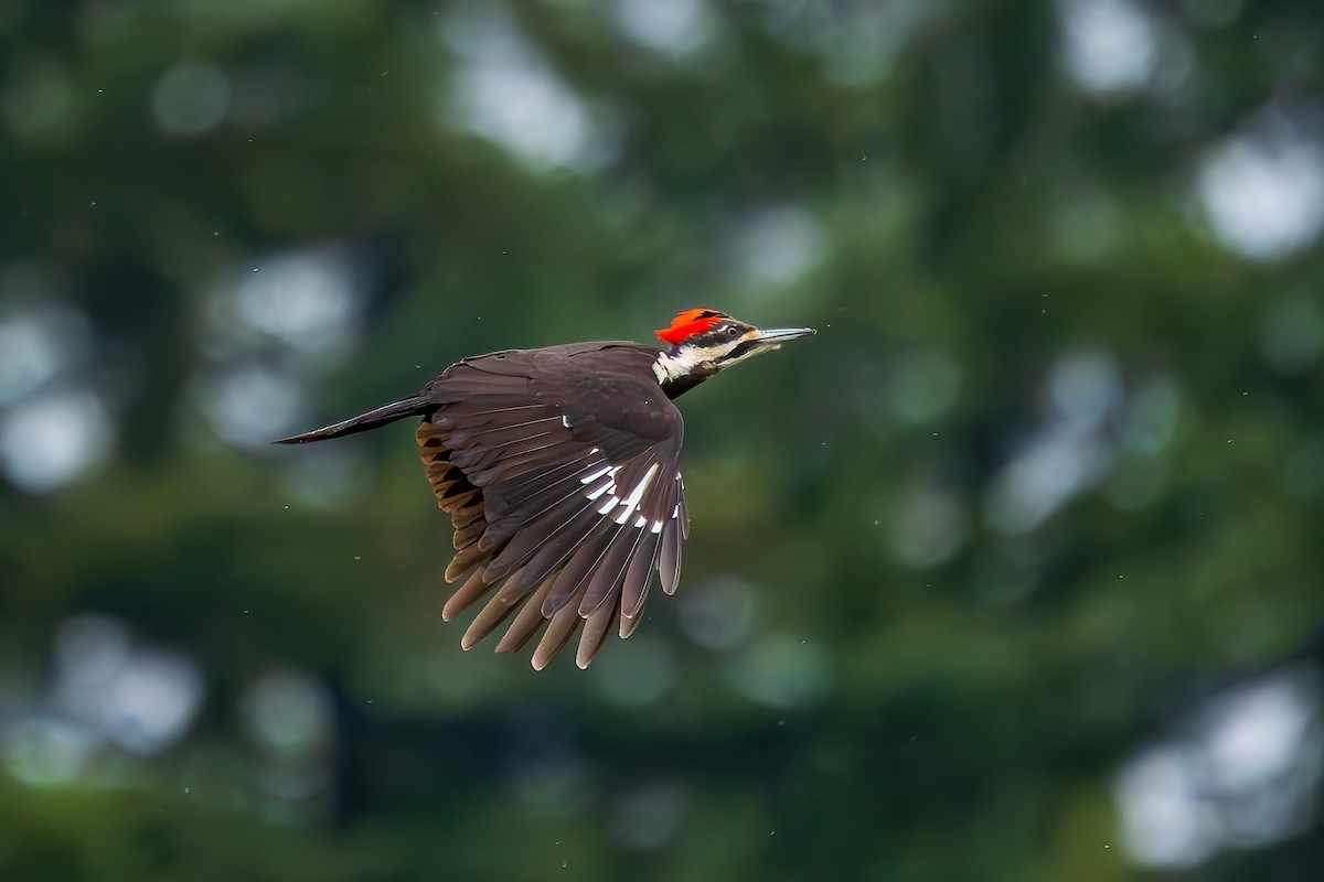 Pileated Woodpecker - ML619709654