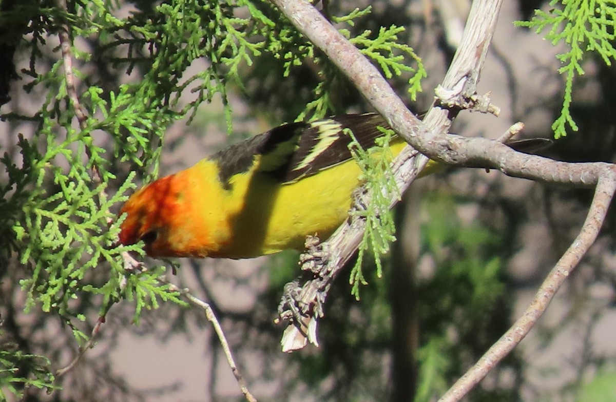 Western Tanager - ML619709732