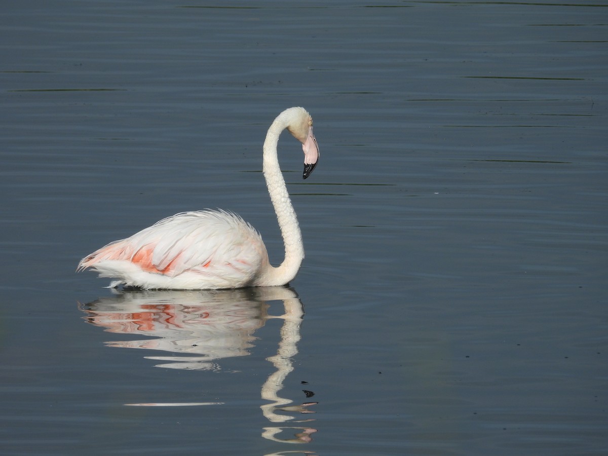 Greater Flamingo - ML619709764