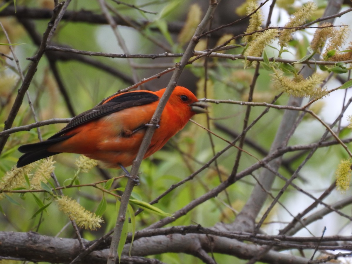 Scarlet Tanager - ML619709772