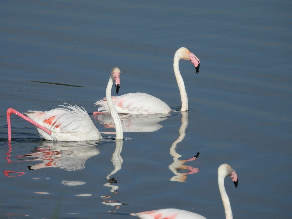 Greater Flamingo - ML619709773