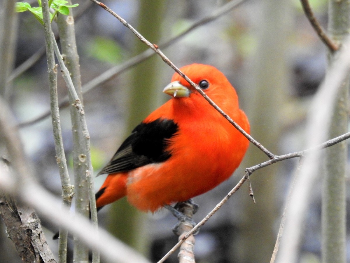 Scarlet Tanager - ML619709778