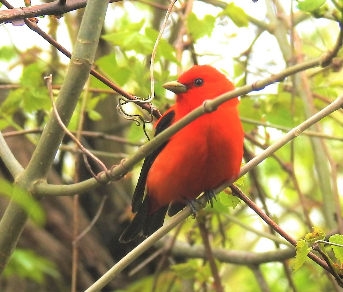 Scarlet Tanager - ML619709783