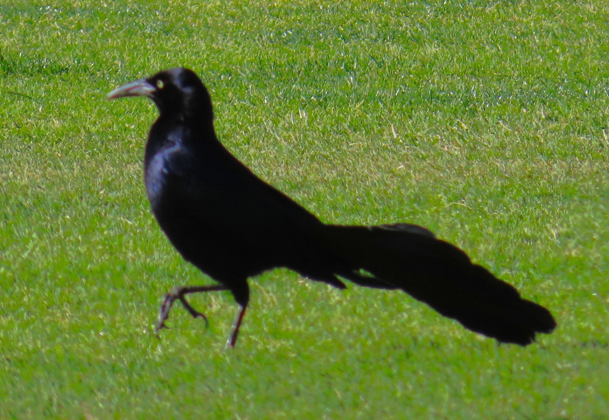 Great-tailed Grackle - ML619709789