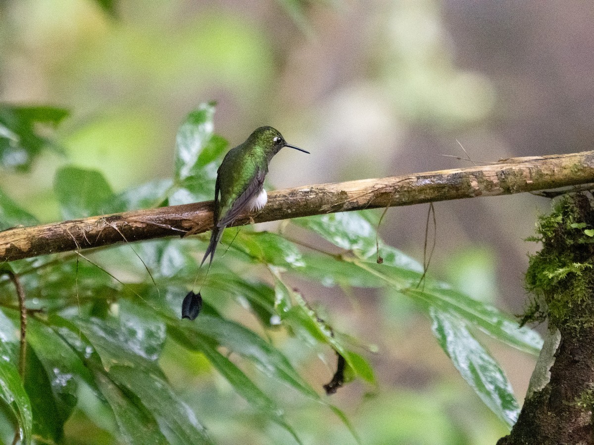 White-booted Racket-tail - ML619709796
