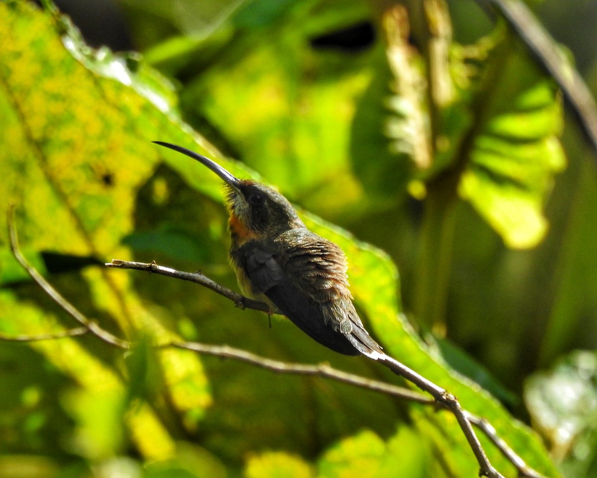 Pale-tailed Barbthroat - ML619709833