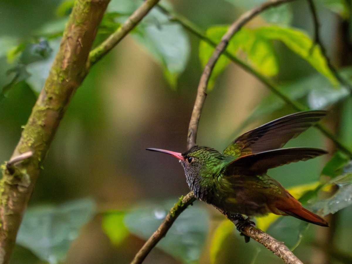 Rufous-tailed Hummingbird - ML619709854