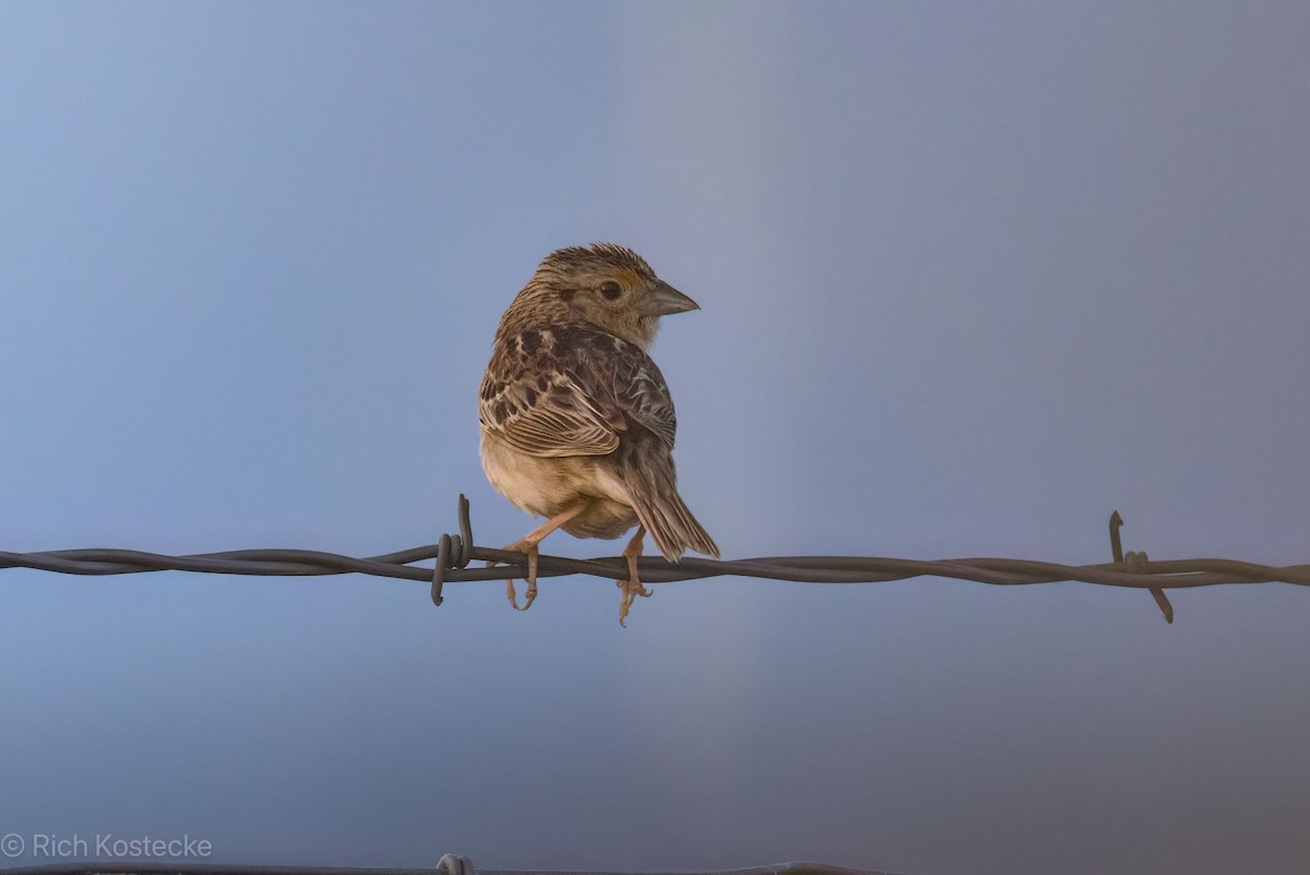 Grasshopper Sparrow - ML619709858