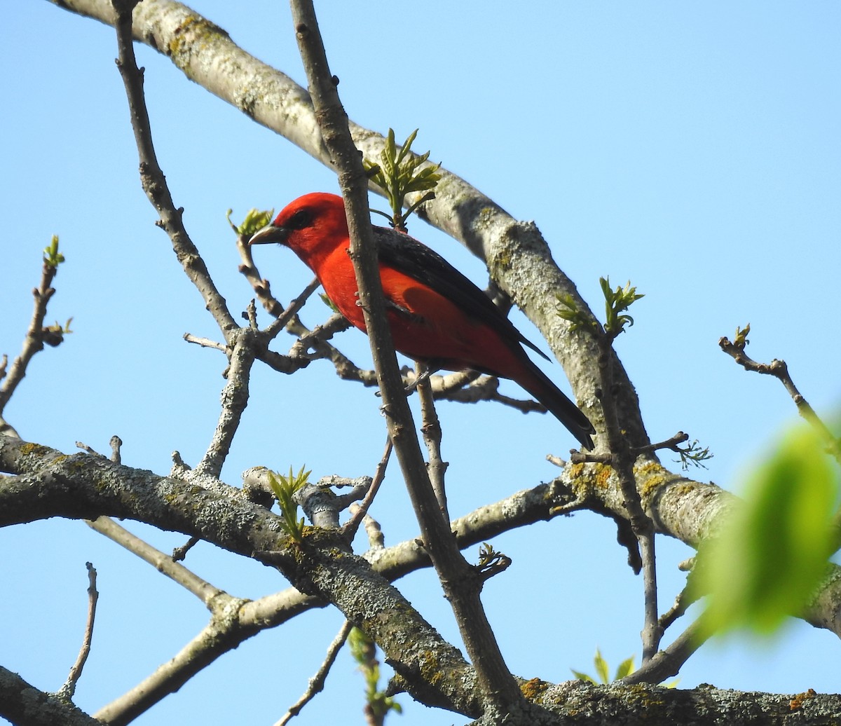 Scarlet Tanager - ML619709868