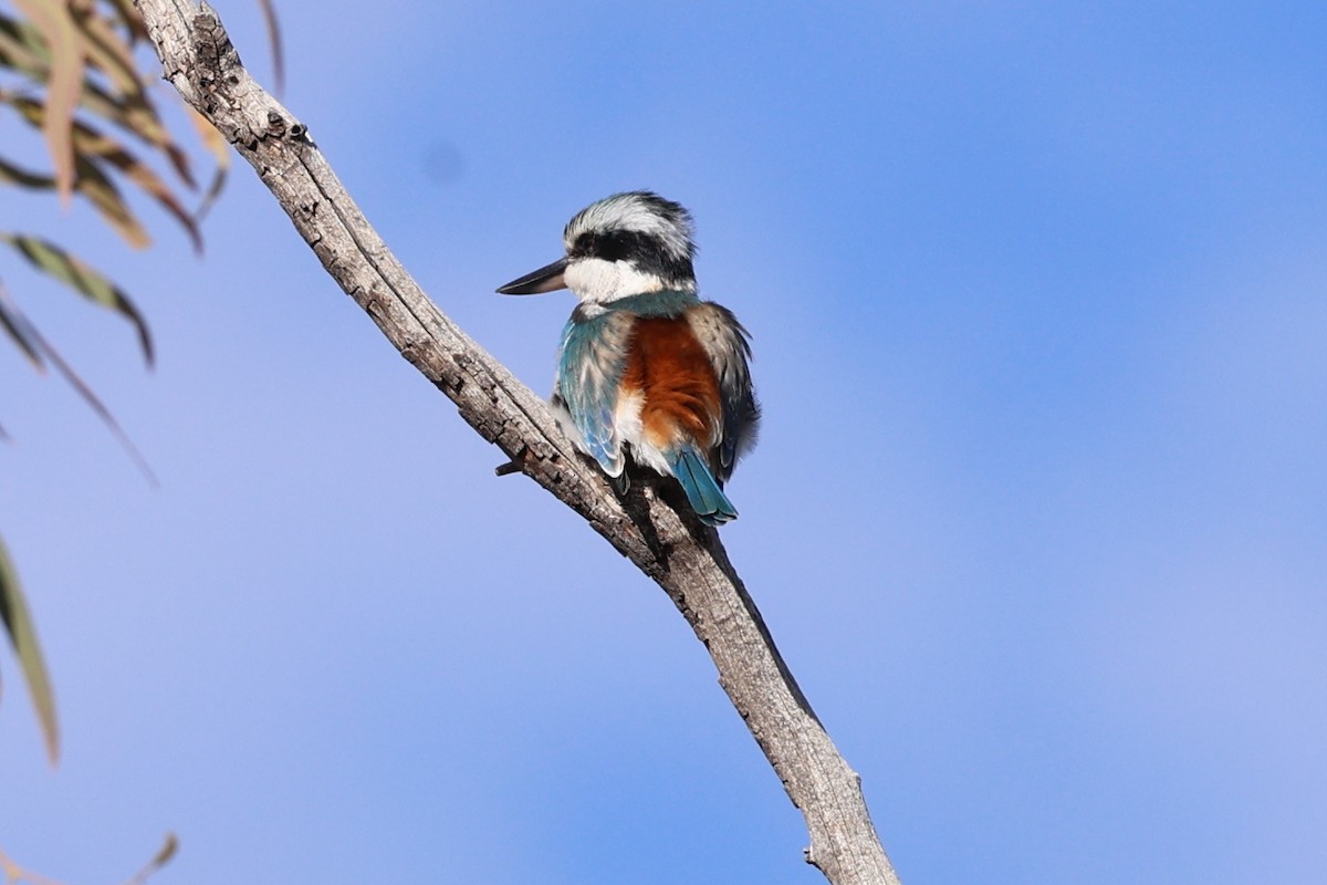 Red-backed Kingfisher - ML619709886