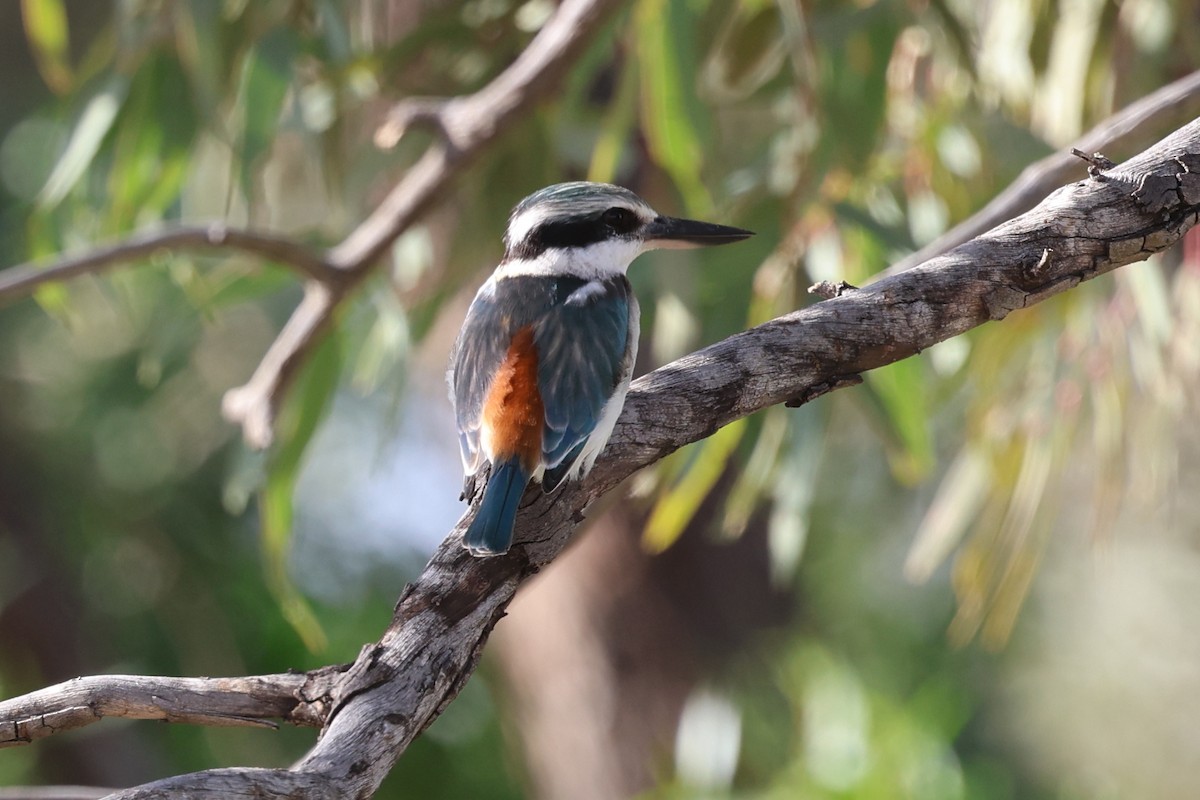 Red-backed Kingfisher - ML619709888