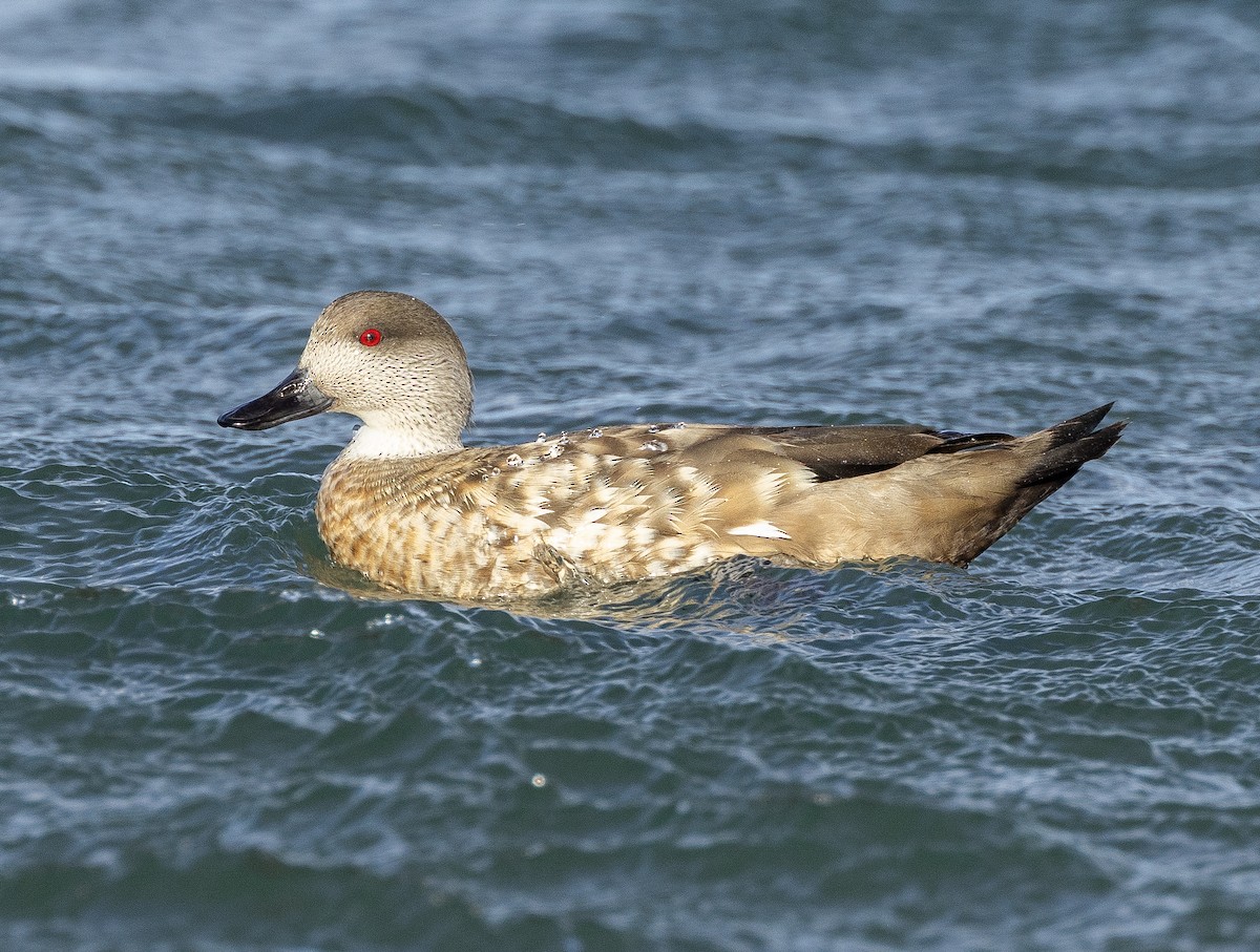 Crested Duck - ML619709894