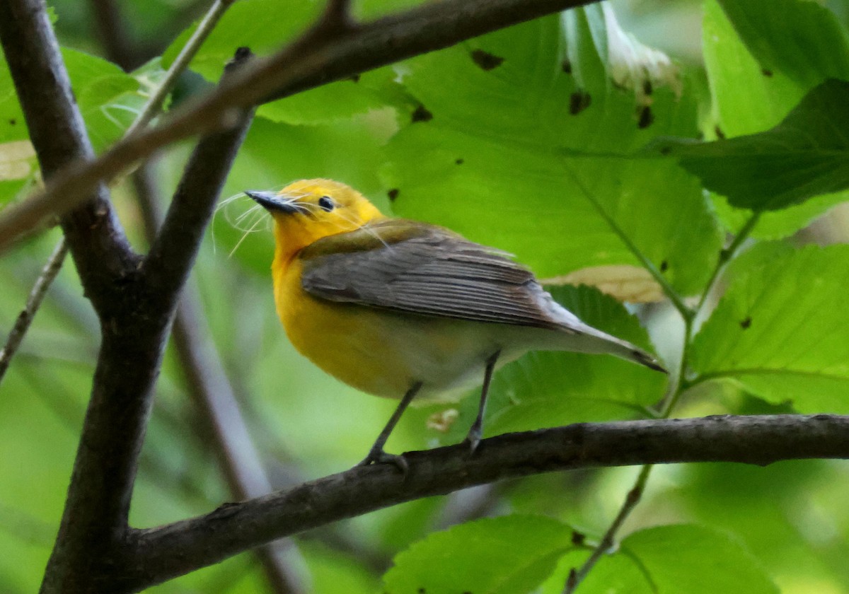 Prothonotary Warbler - ML619709934