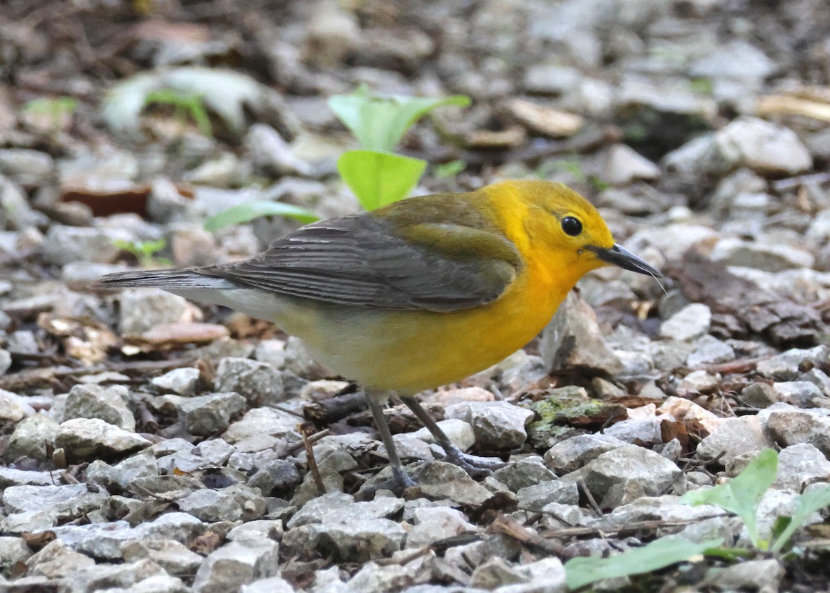 Prothonotary Warbler - ML619709936
