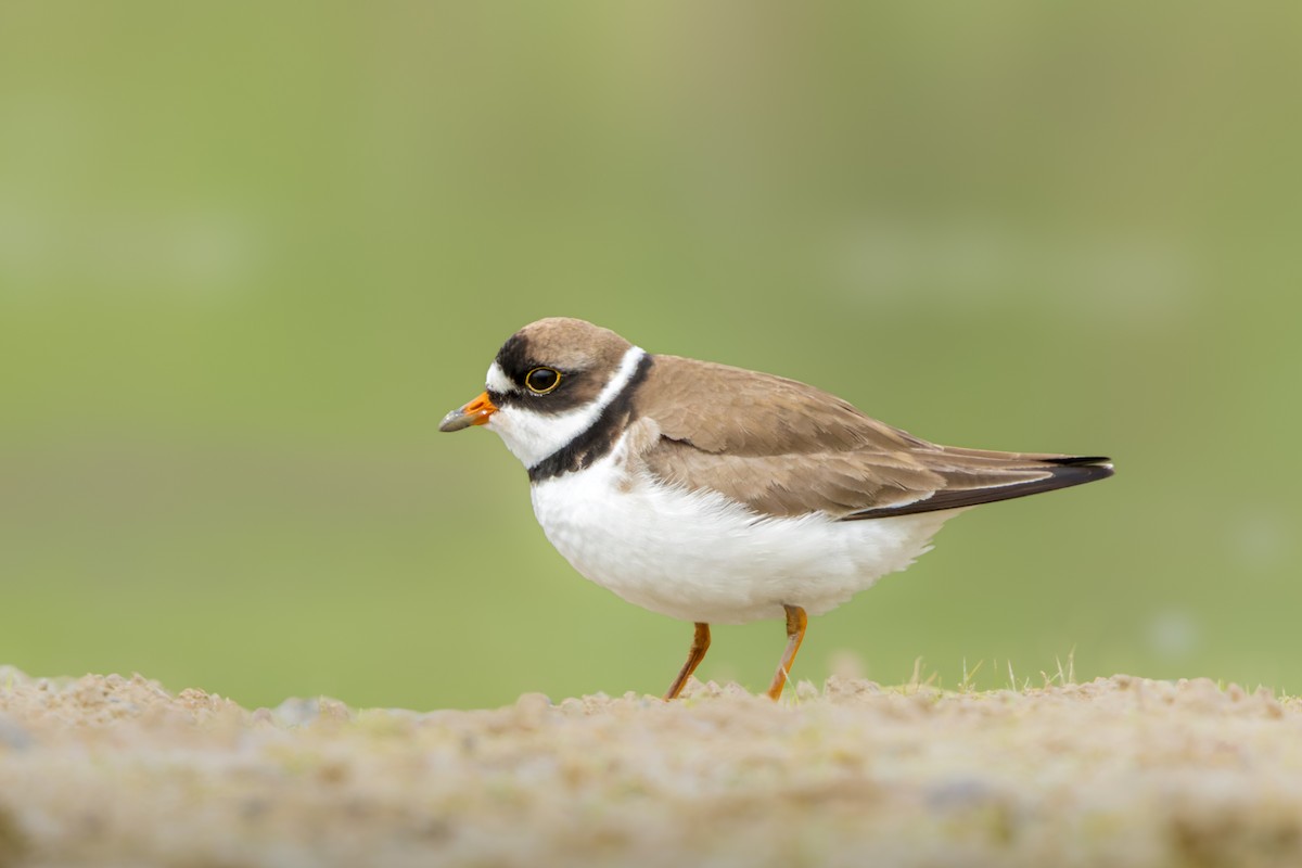 Semipalmated Plover - ML619709941