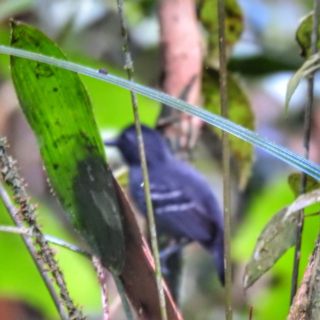 Black-headed Antbird (Amazonas) - ML619709956