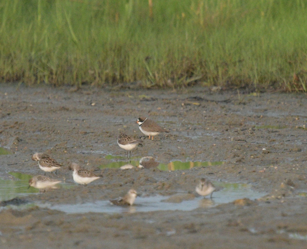 Semipalmated Plover - ML619710007
